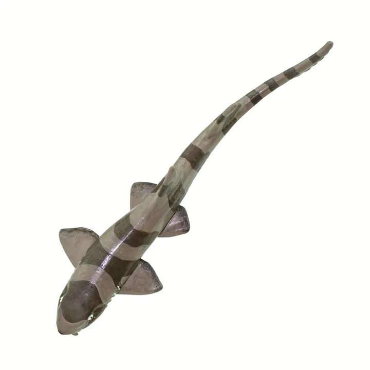 Фигурка Safari Ltd Азиатская кошачья акула, фото 4