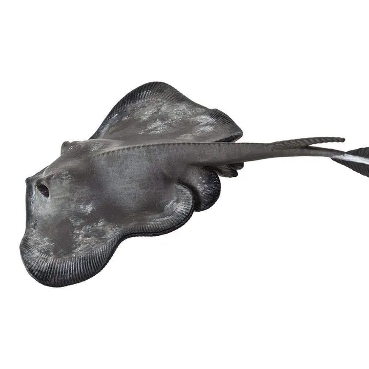 Фигурка Safari Ltd Морской кот, фото 4