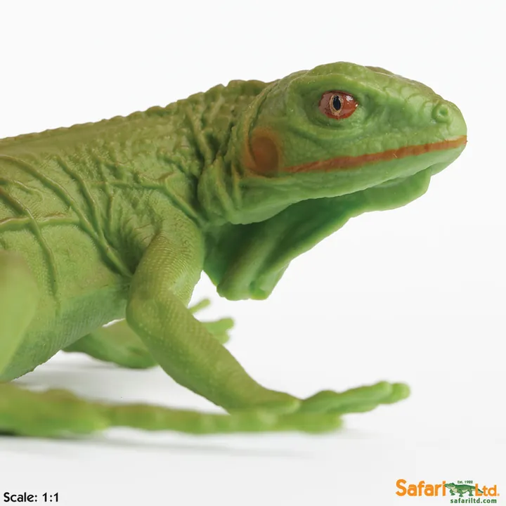 Фигурка ящерицы Safari Ltd Зелёная игуана (детёныш), фото 3