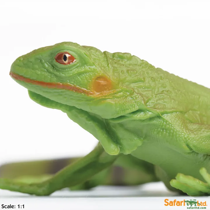 Фигурка ящерицы Safari Ltd Зелёная игуана (детёныш), фото 4
