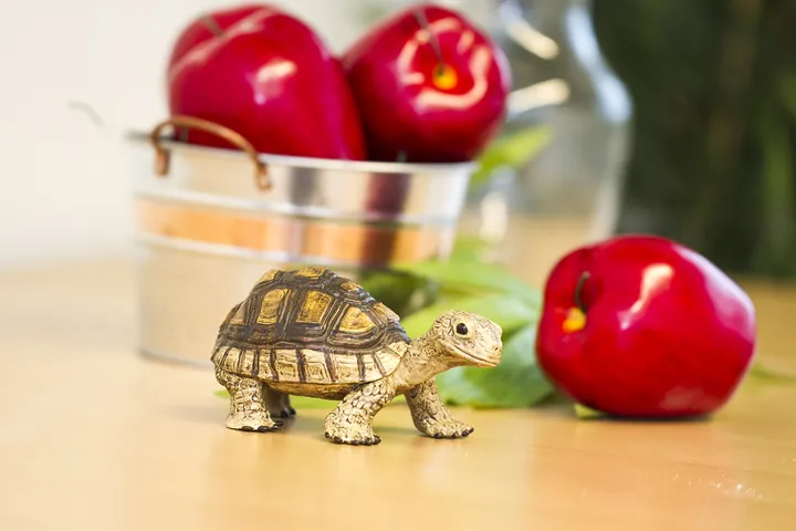 Фигурка черепахи Safari Ltd Сухопутная черепаха, фото 5