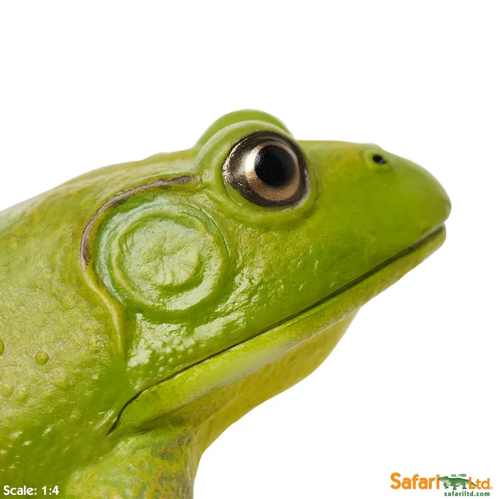 Фигурка лягушки Safari Ltd Лягушка-бык, фото 4