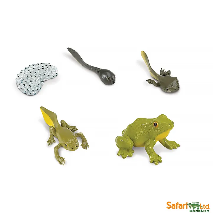 Набор фигурок Safari Ltd Жизненный цикл лягушки, фото 2