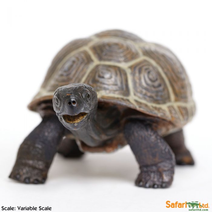 Фигурка Safari Ltd Сухопутная черепаха (детеныш)  XL