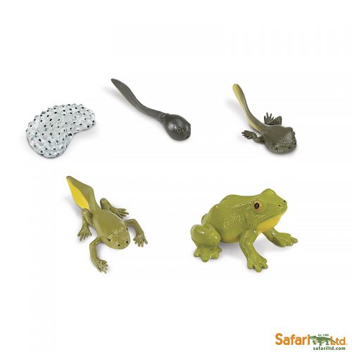 Набор фигурок Safari Ltd Жизненный цикл лягушки