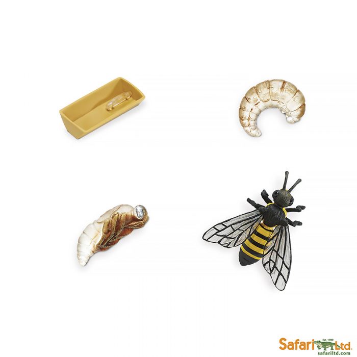 Набор фигурок Safari Ltd Жизненный цикл пчелы