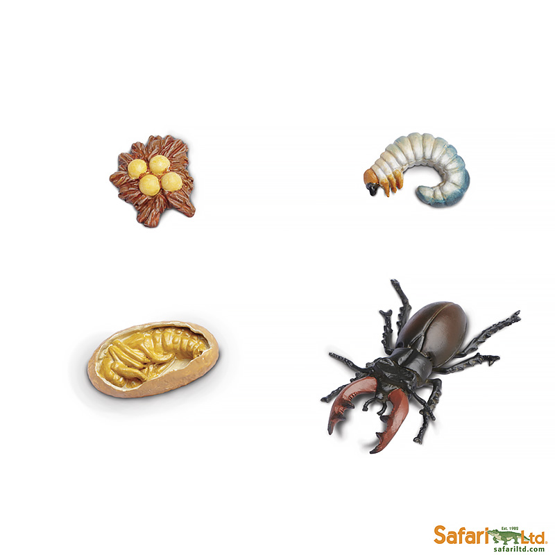 661416_life_cycle_of_a_stag_beetle_1 Набор фигурок Safari Ltd Жизненный цикл жука-оленя